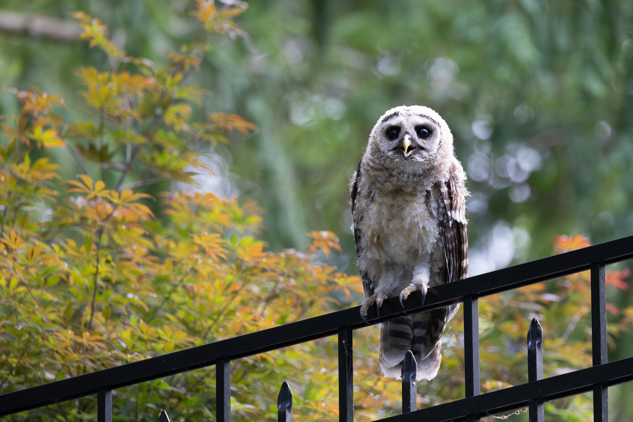 A barred owl perched, autumn foliage beyond