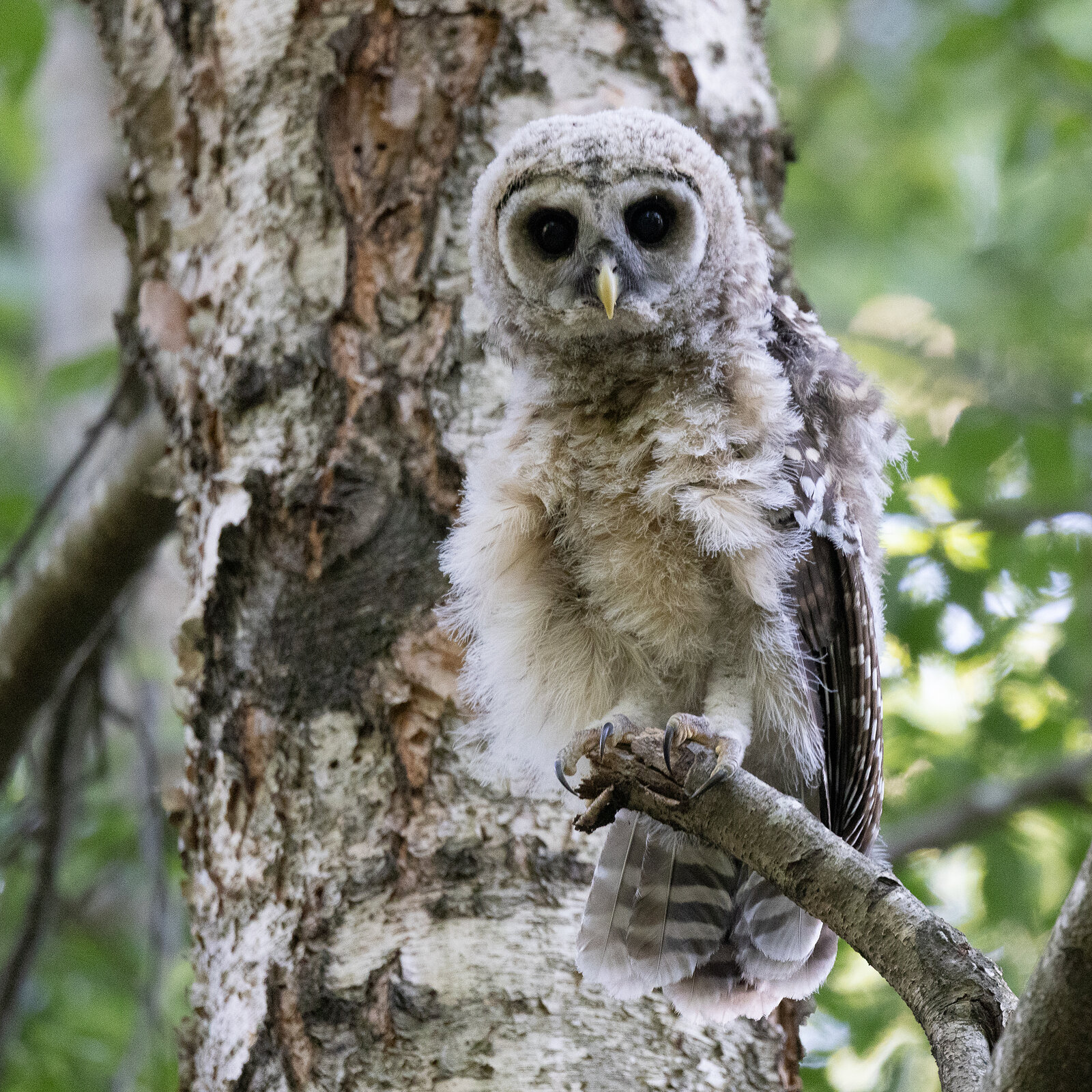 A barred owlet in the summer canopy