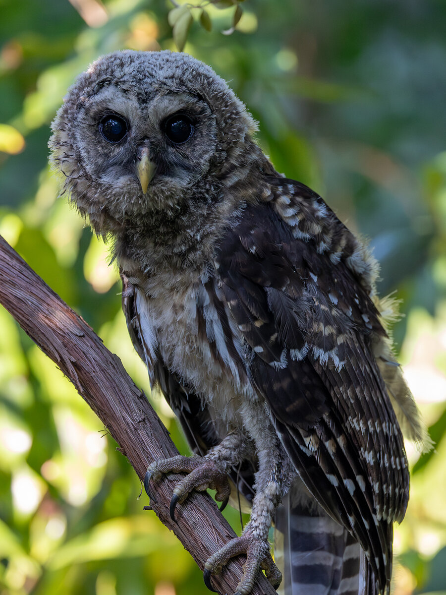 Frazzle, a barred owlet on a branch