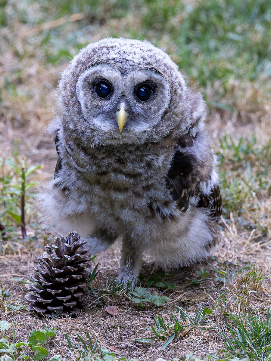 Dazzle, a barred owlet on the grass