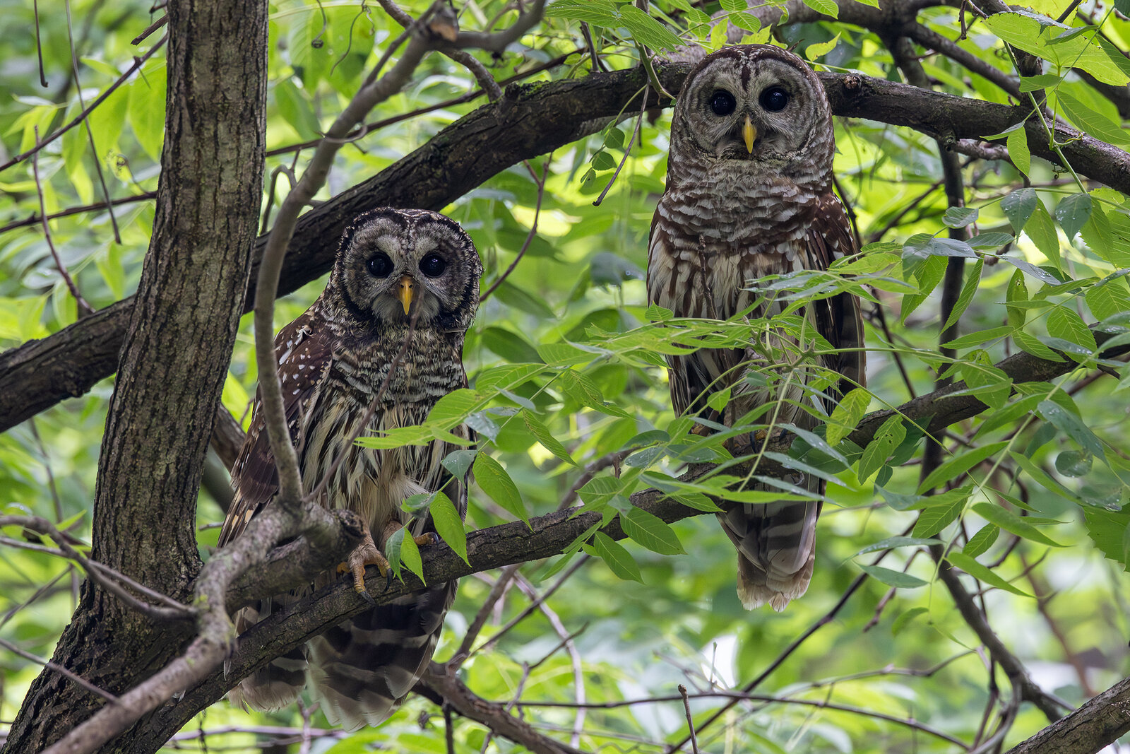 Two barred owls together in the canopy