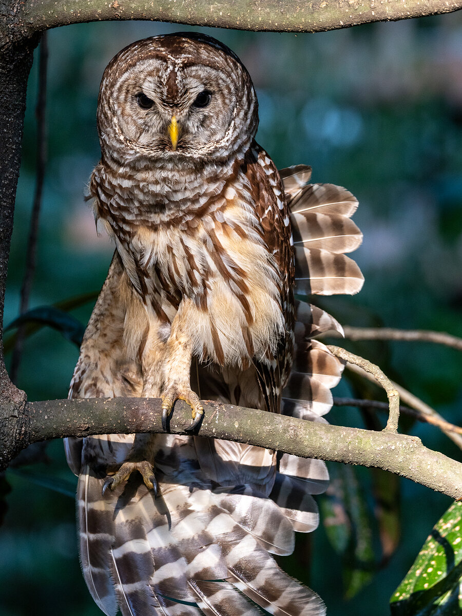 Henrietta, the mother — an adult barred owl with wings spread
