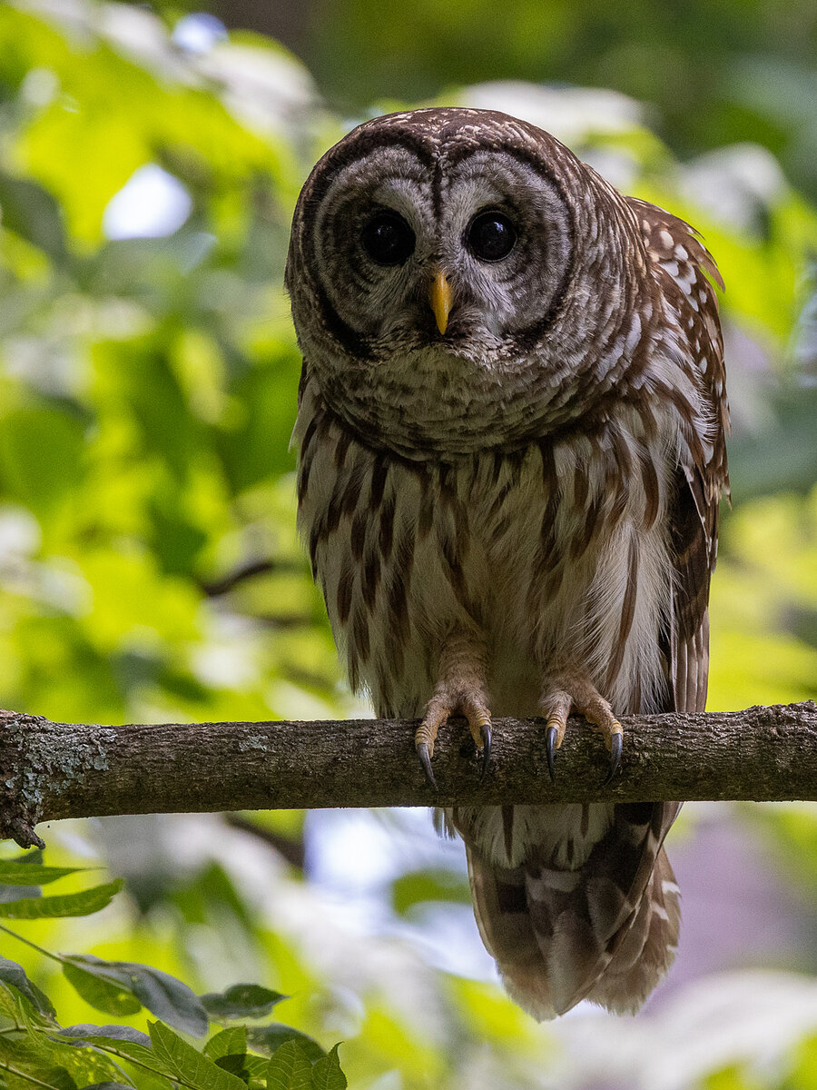 X, the father — an adult barred owl on a branch